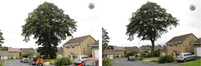 Crown lifting a Turkey Oak tree in Skipton, North Yorkshire 