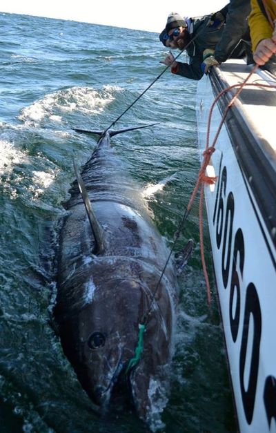 TUNA FISHING GEAR - A BEGINNER'S GUIDE - Best Prince Edward Island