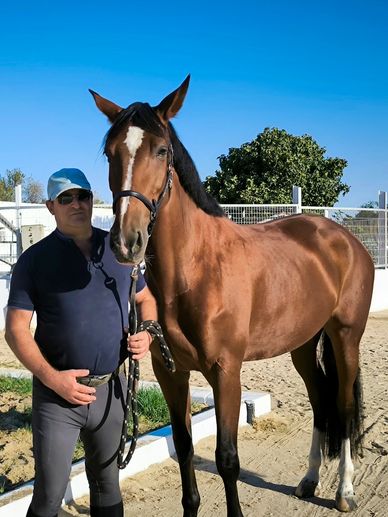 Large bay Lusitano Mare