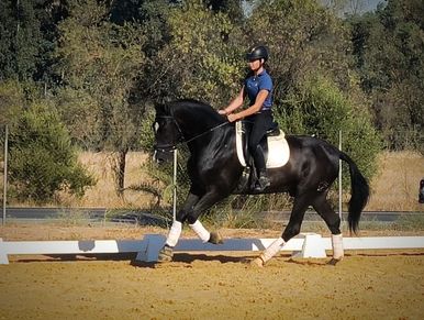 Black spanish horse