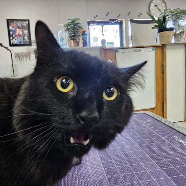 Professional cat haircuts to help keep your kitty feeling fresh!