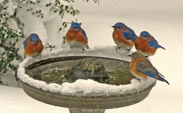 "Around the water heater." Five bluebirds seem to be sharing gossip.  