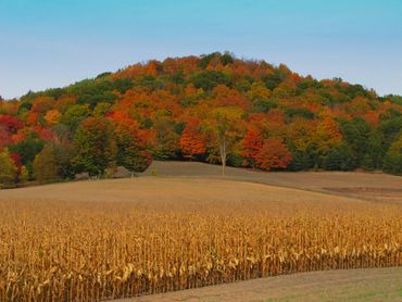 "Cornfield and Mountain"  Lines and colors of the season.
