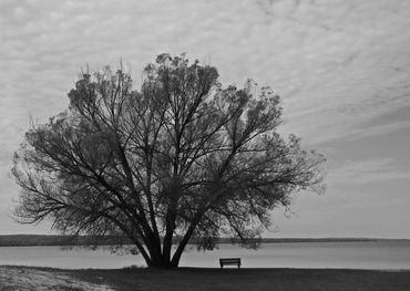 "Solitude"  I wish I lived near this tree and water so I could just sit there and ponder.