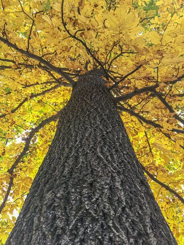 "Tree in Autumn" An eastern black walnut in all its glory at Westmoreland State Park.