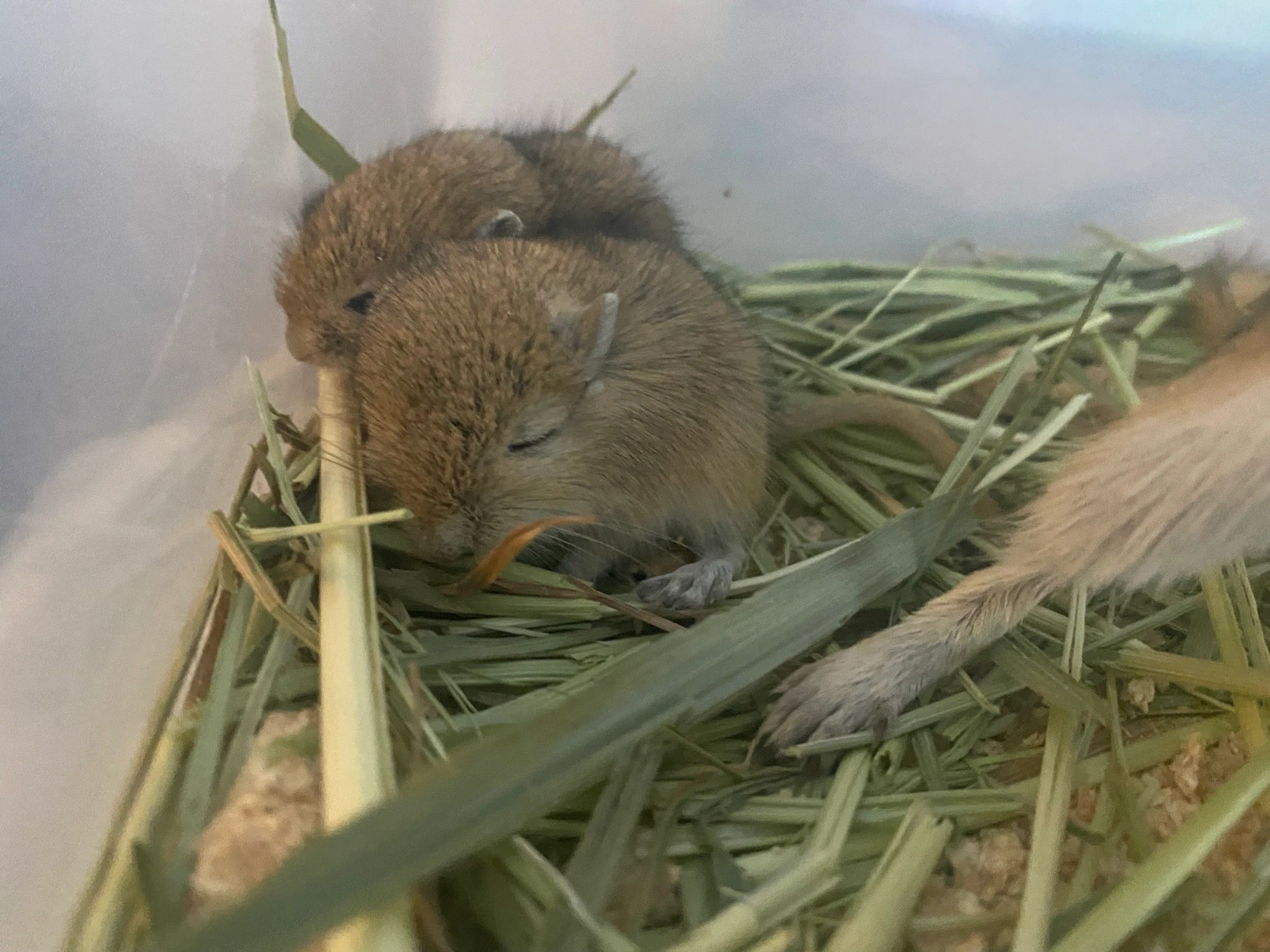   A adorable little baby gerbil.