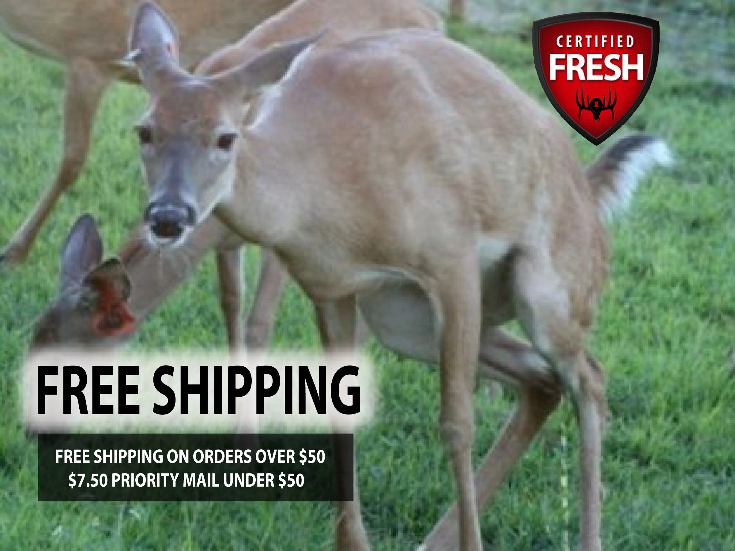 Black Widow Deer Lures Doe Estrus, Whitetail Deer Scent and Lures