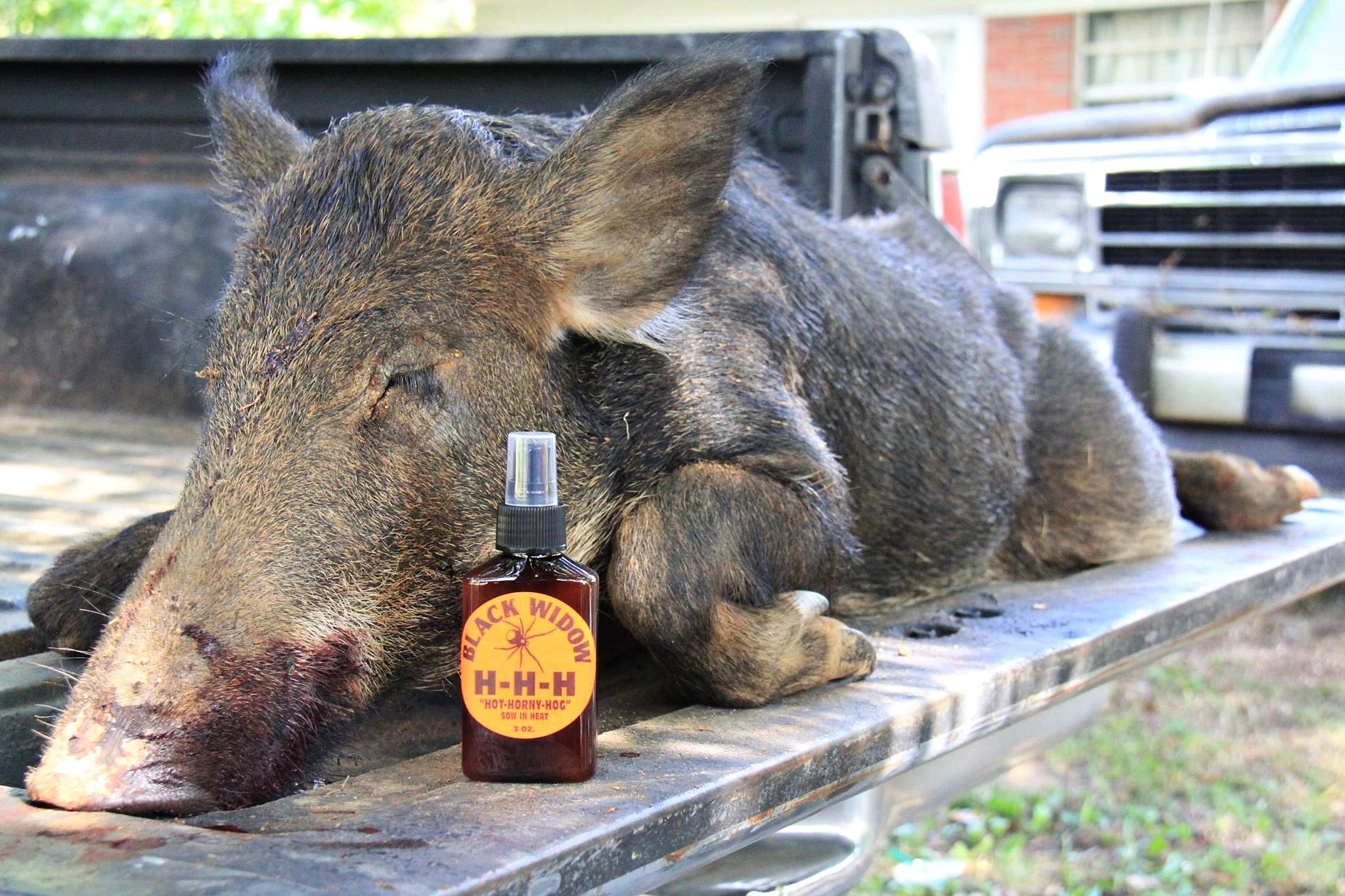 Hog Scent Strategies for Hunting and Trapping