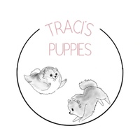 Traci's Puppies - Teacup Pomerainians