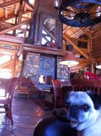 Trixie the Pug in Telluride, Colorado 