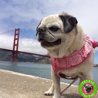 Trixie the Pug at the Golden Gate Bridge