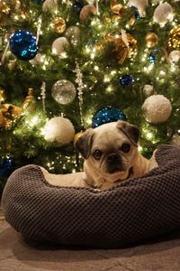 Trixie the Pug for Buckle-Down Products