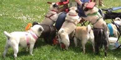 PugSunday San Francisco 