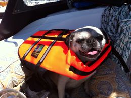 Trixie the Pug at the America's Cup AC34