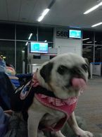 Trixie the Pug at SFO San Francisco Int’l Airport 