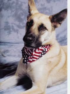 Dog in a stars and stripes bandana, portrait