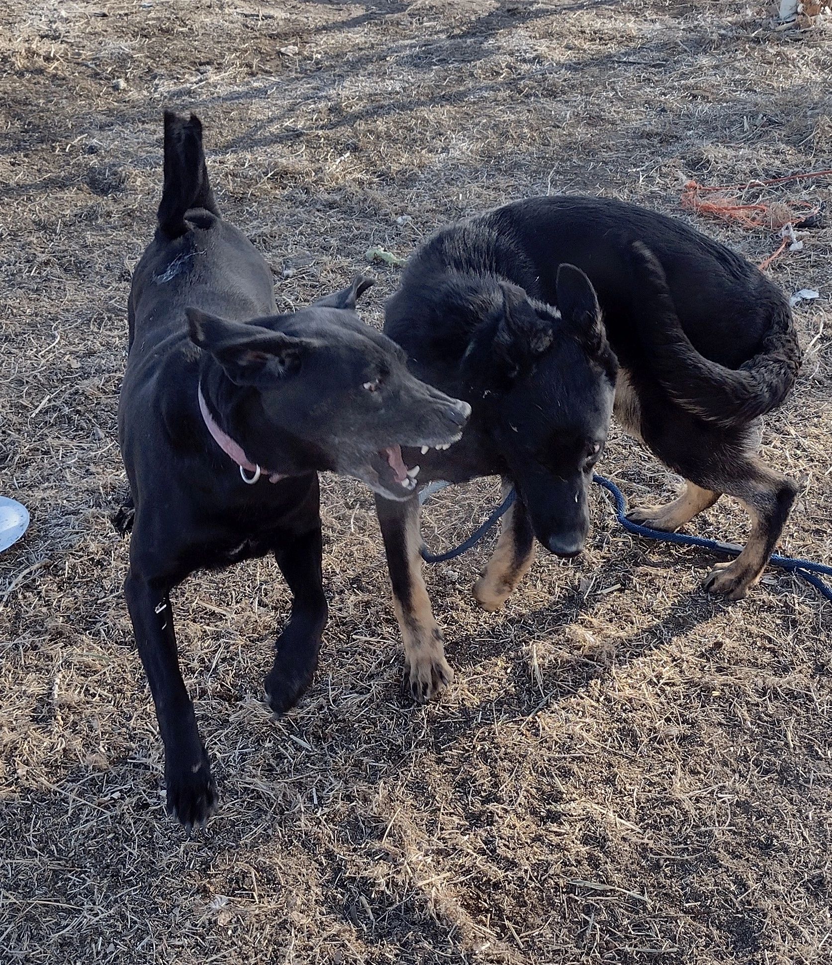 Two dogs playing together in a field