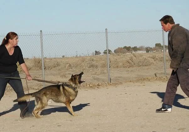 Trainer and German Shepherd doing bite work on a long line