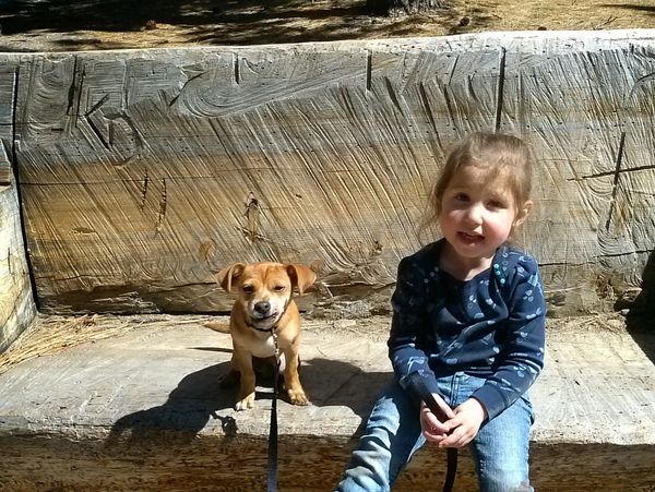 family dog training in the Uintah Basin Utah