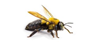 Carpenter bee on white background.