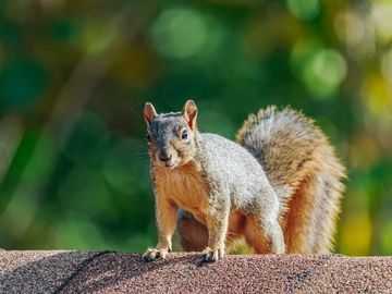 squirrel on the roof