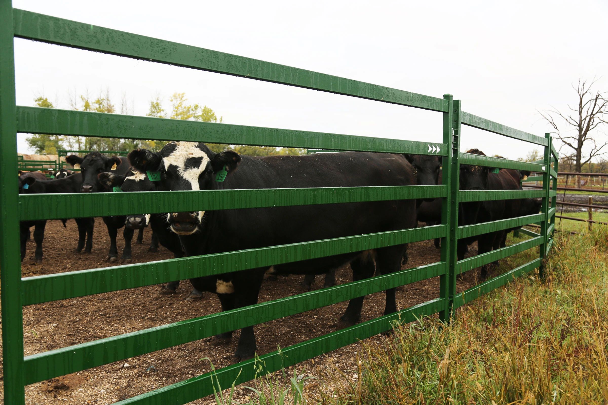 Pearson Farm & Fence Livestock, Fencing, Fence Installation