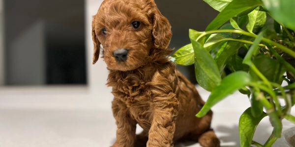 Cute brown curly-haired puppy sitting indoors near a green plant.