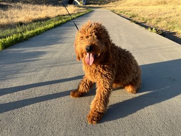 A happy brown dog sitting on a paved path.