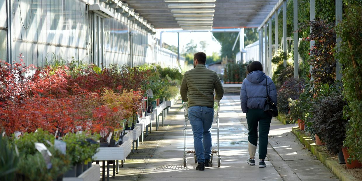 A man and lady walking through a garden centre with lush green & red plants on both sides.