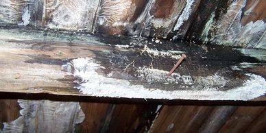 wet rot in timber joists Liverpool