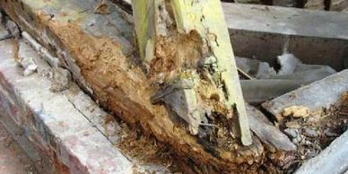 Rotten timber joists caused by wet rot Liverpool