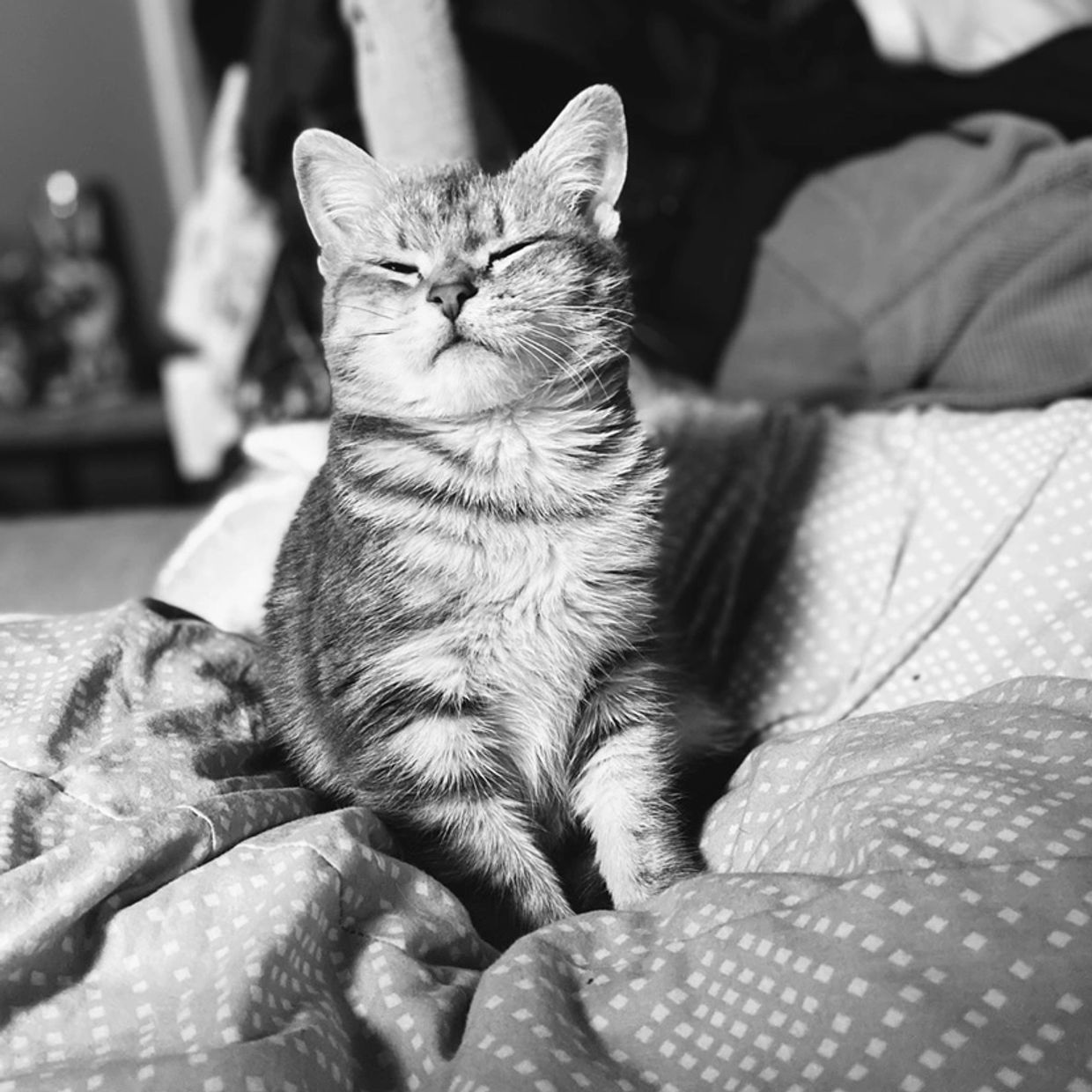 adopt-chaos-kitten-club