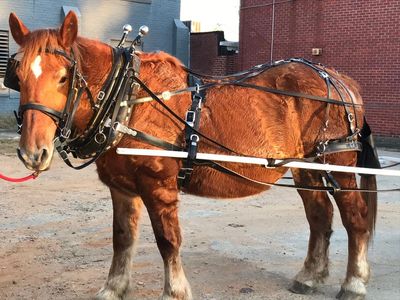 Suffolk Punch draft horse mare in harness hooked to carriage