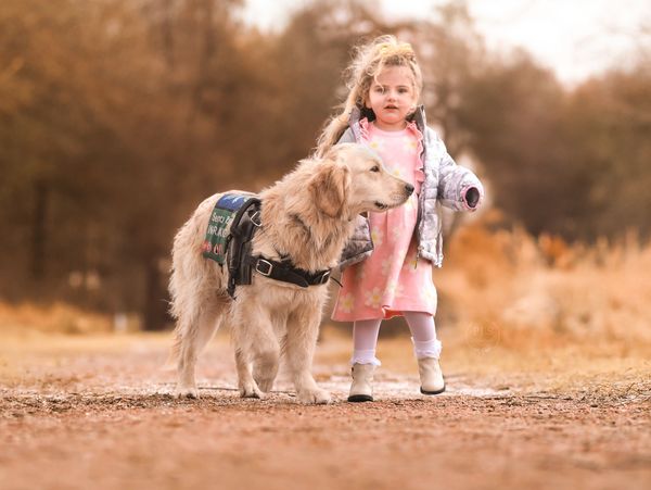 Mobility and seizure alert dog, Bellamy (Golden) and user