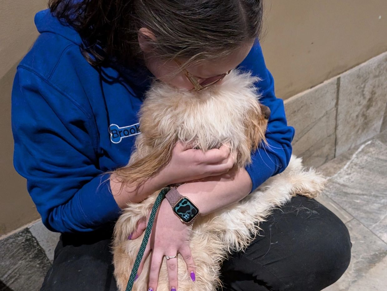 A girl hugs a golden colored poodle mix