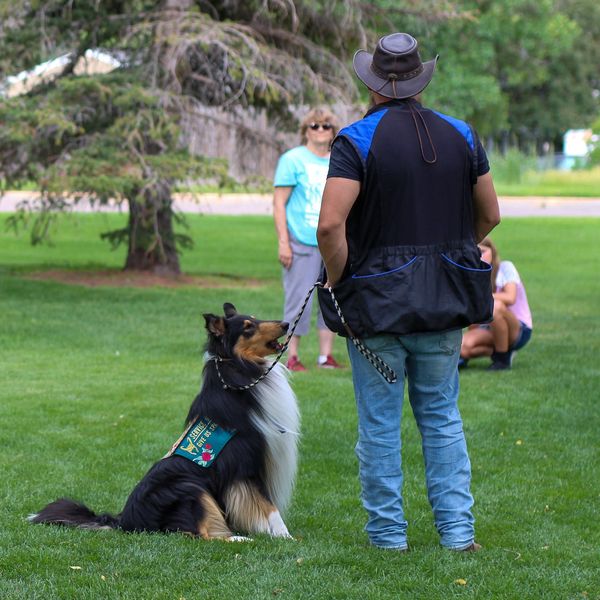 Tri Rough Collie looks up at Trainer in black vest and cowboy hat