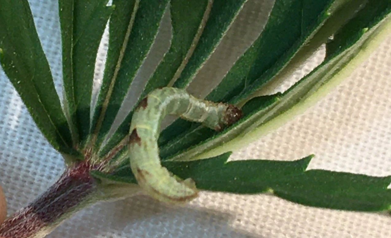 Target pests: Aphids, Whitefly, Leafminer, Mites The Green