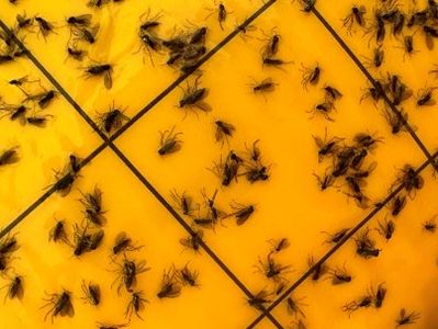     Adult fungus gnats on a yellow sticky card