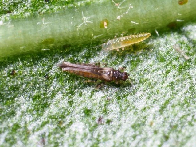 Lifecycle of thrips - egg to adult in less than 10 days