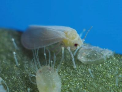 Adult and immatures of greenhouse whitefly (Trialeurodes vaporariorum)  