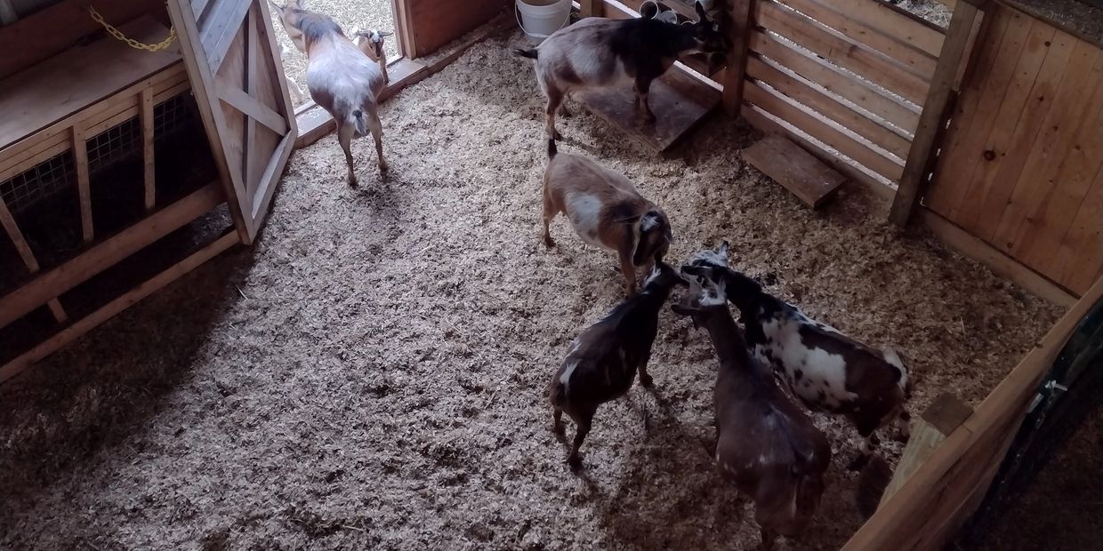 Mitten Acres Pure Bred, ADGA Registered Nigerian Dwarf Goats 