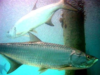 Tarpon key largo