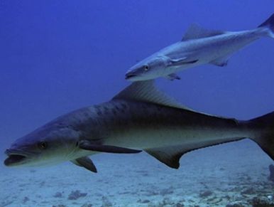 Cobia key largo fishing