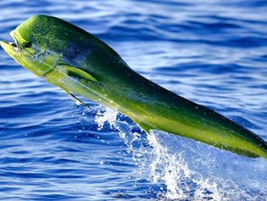 Mahi Fishing in the Florida Keys