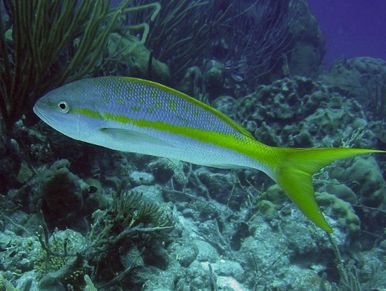 Yellow Tail Fishing Key Largo