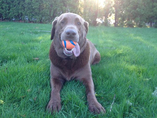 Wilson and his ball