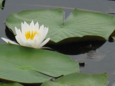 White water lily with green lily pads on water.