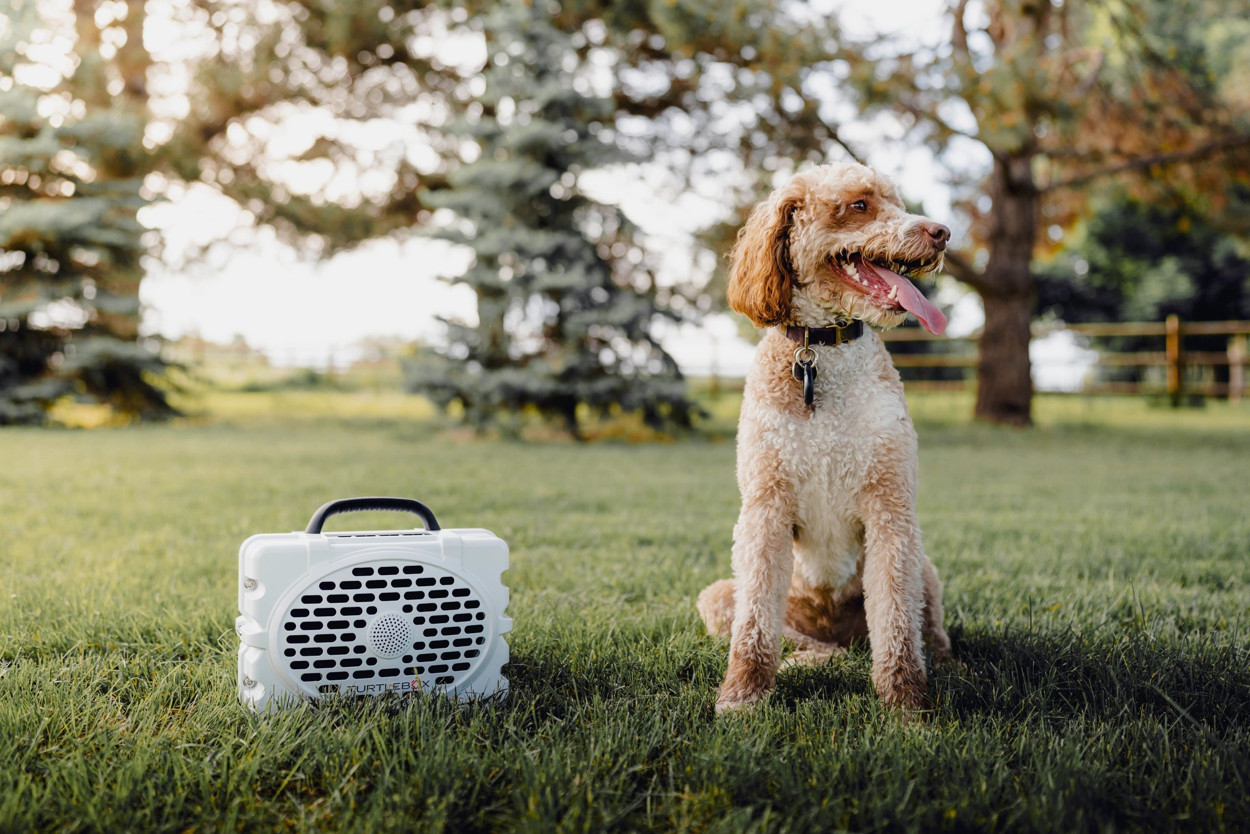 K9 Pooper Scooper Pooper Scooper Fort Collins, Colorado