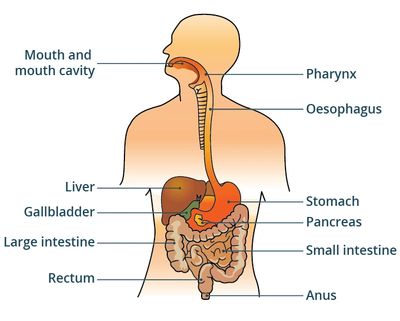 digestive system mouth stomach liver pancreas intestine