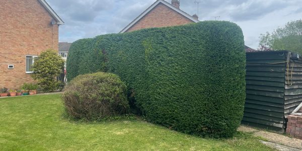 A neatly trimmed hedge 